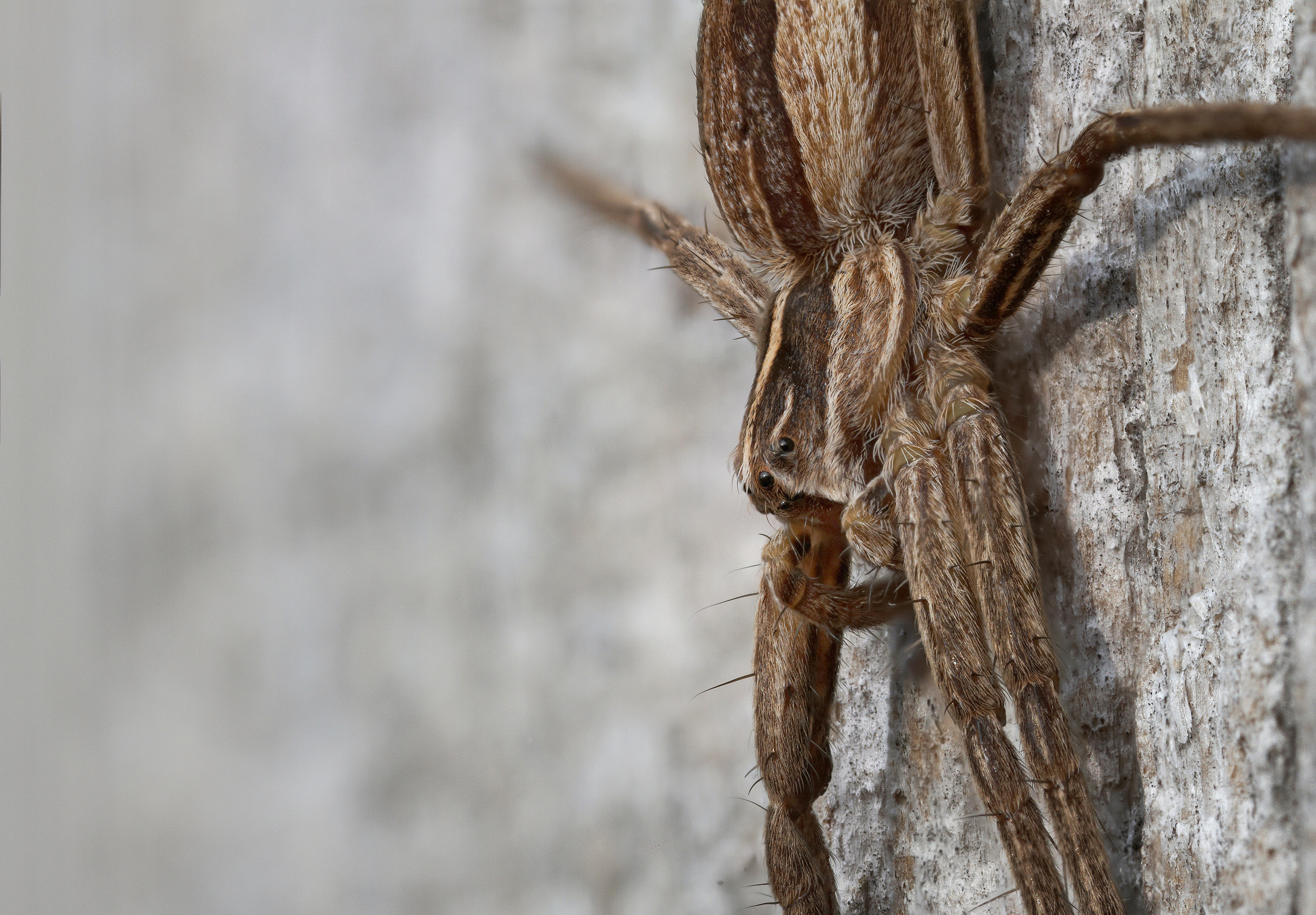 Pisaura mirabilis   Listspinne   0094